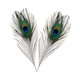 Peacock Feathers - Medium